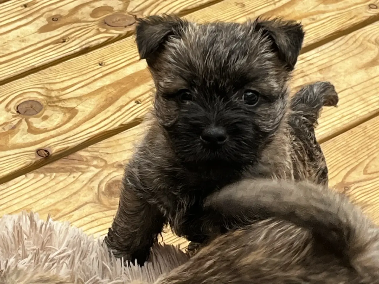 Billede 3 - Cairn terrier /Westie hvalpe sælges