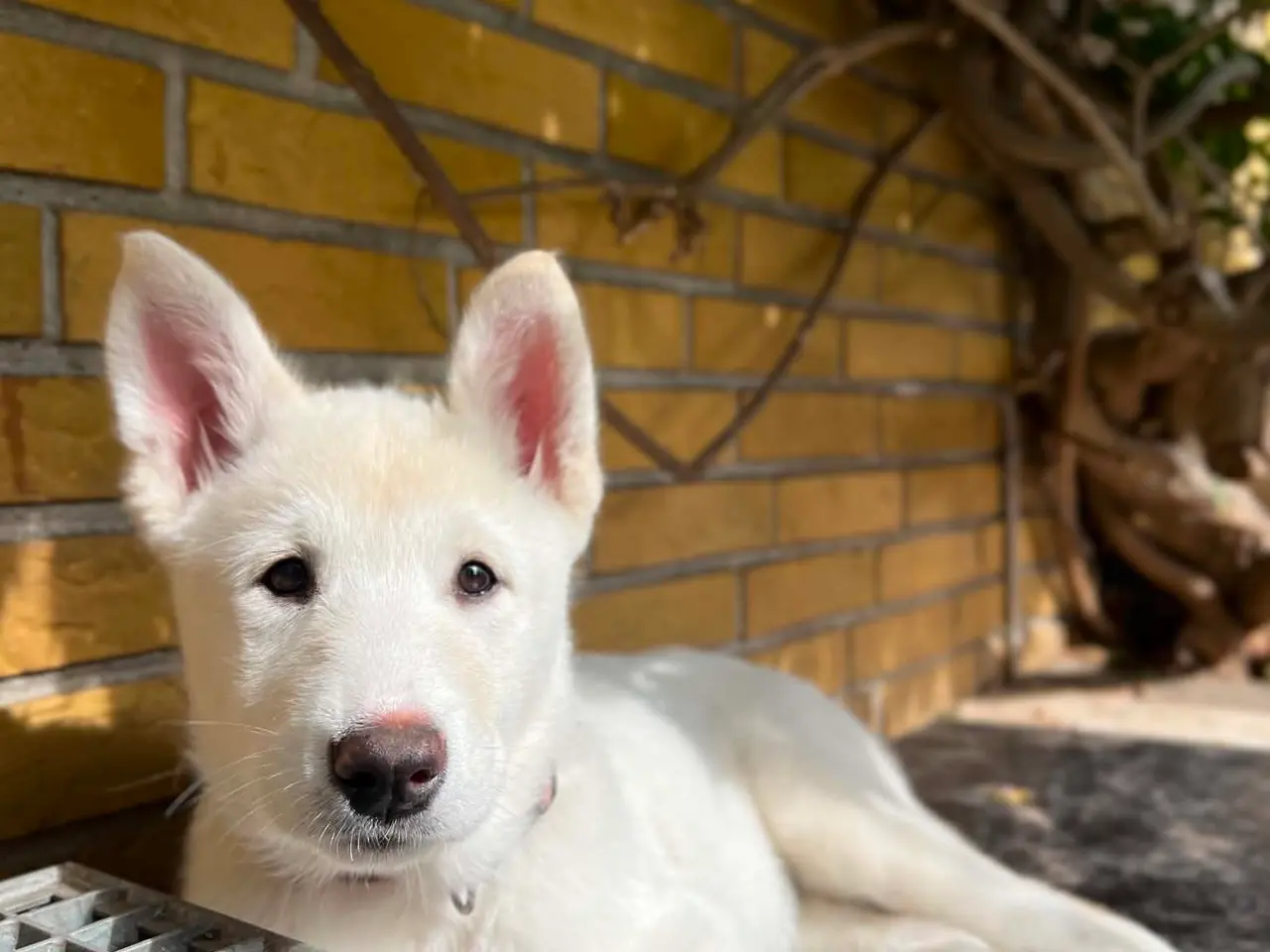 Billede 11 - Siberian husky og samojede hvalpe sælges