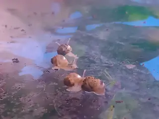 Congosnegle