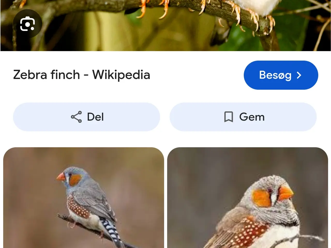 Billede 1 - Zebrafinker købes i Hjørring 