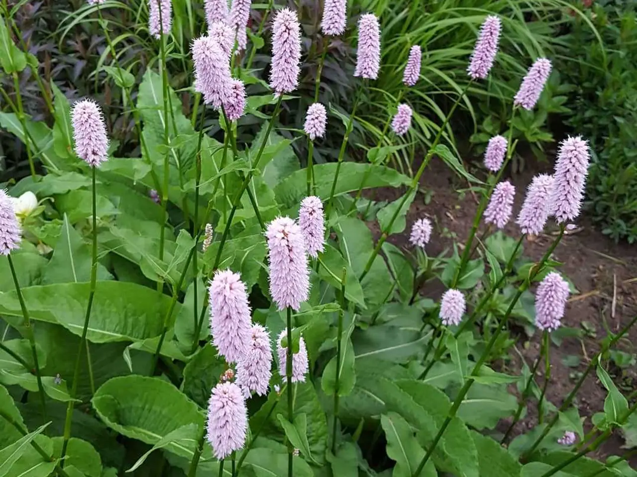 Billede 3 - Pakke 20 med blandet planter - stauder