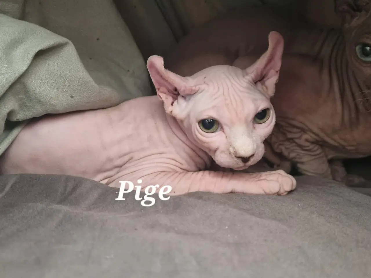 Billede 1 - Sphynx killinger