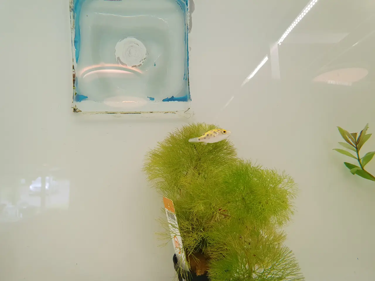Billede 1 - 🟢🐡 PLETTET GRØN KUGLEFISK TIL SALG 🐡🟢