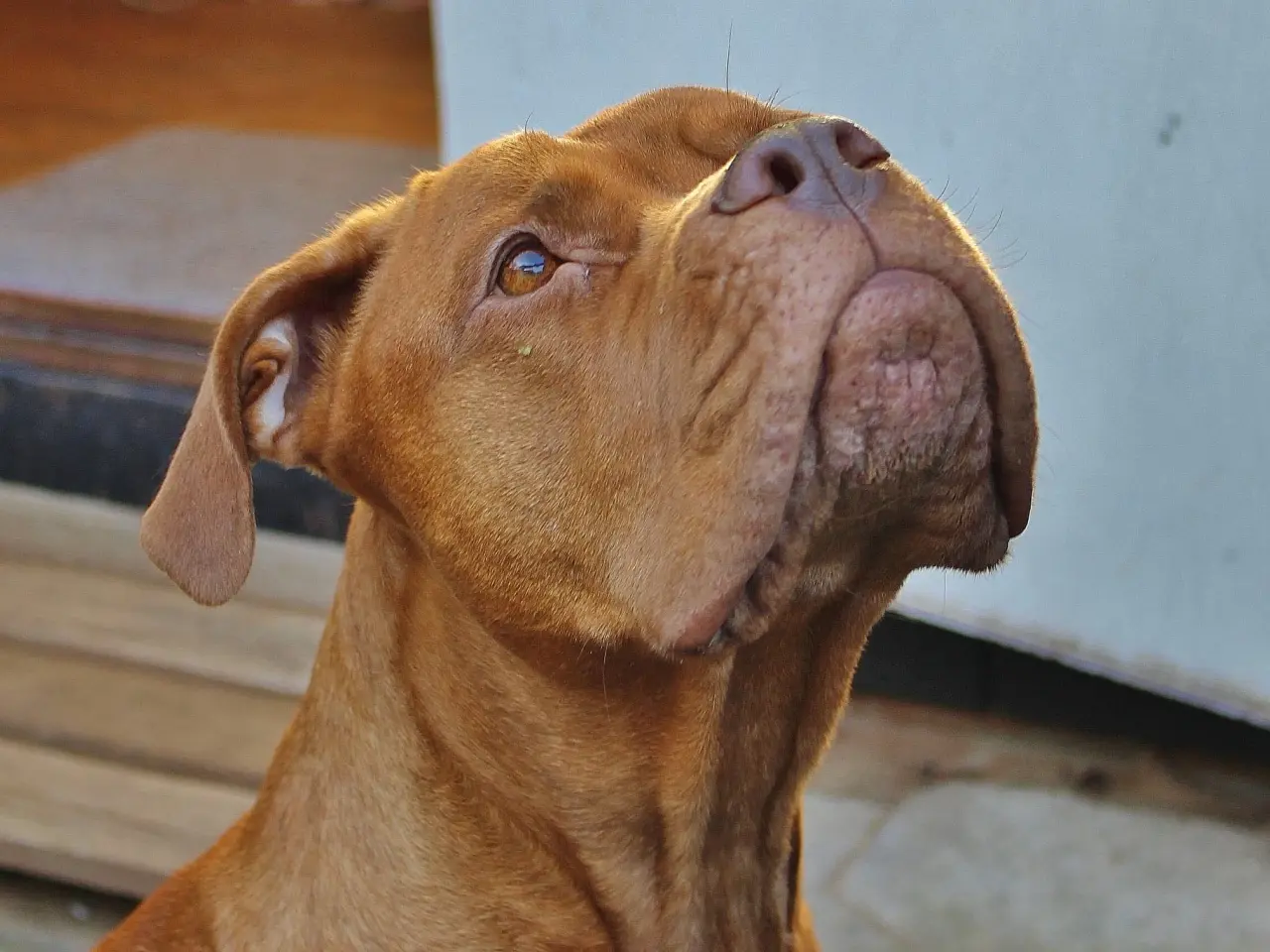 Billede 11 - Smukke fransk mastiff/Dogue de Bordeaux hvalpe 🐾