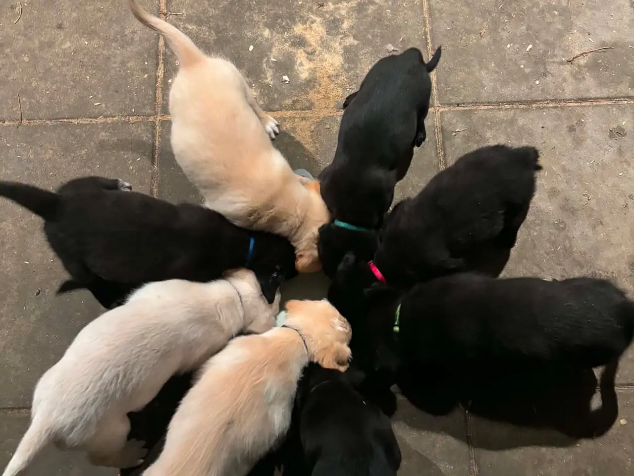 Billede 3 - De sødeste Hundehvalpe sælges