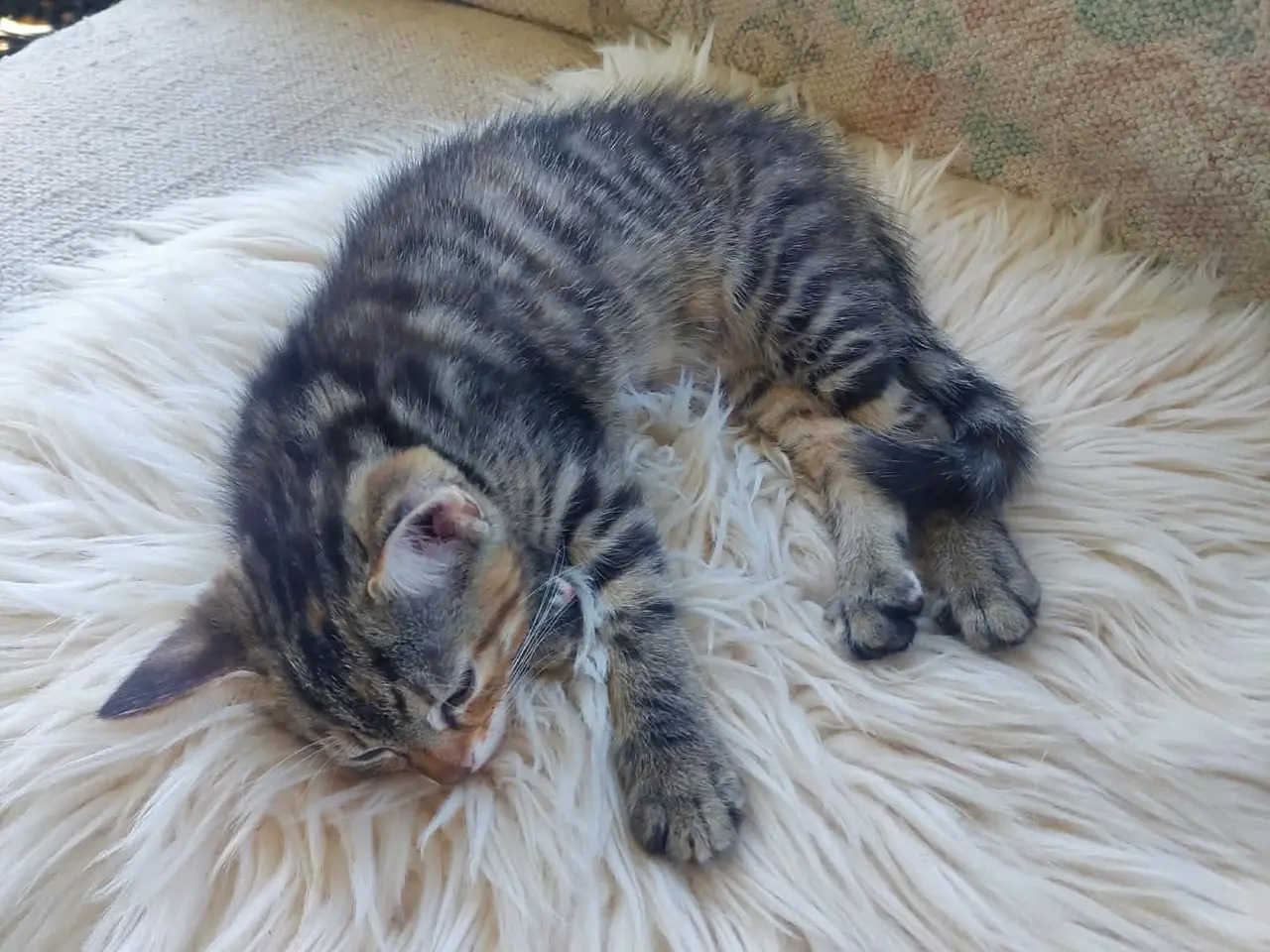 Billede 8 - Maincoon blanding killinger