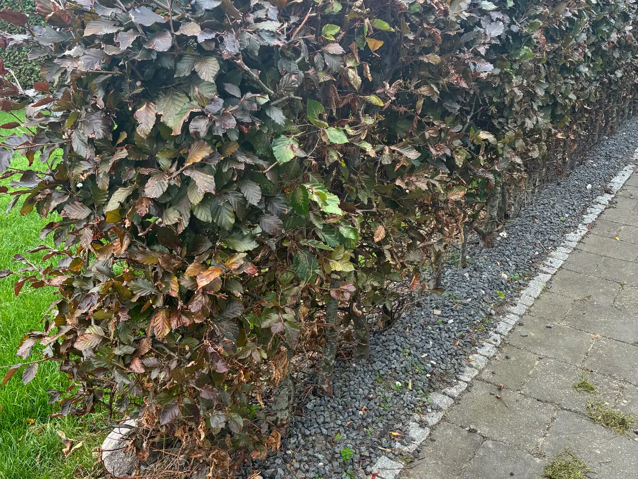 Billede 1 - Rødbøg hæk