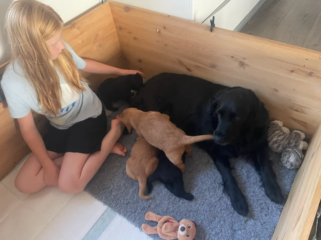 Billede 14 - Golden/cocker/flatcoated familie el jagthunde