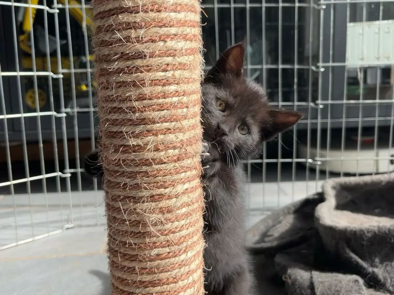 Billede 20 - Maine Coon blandinger 