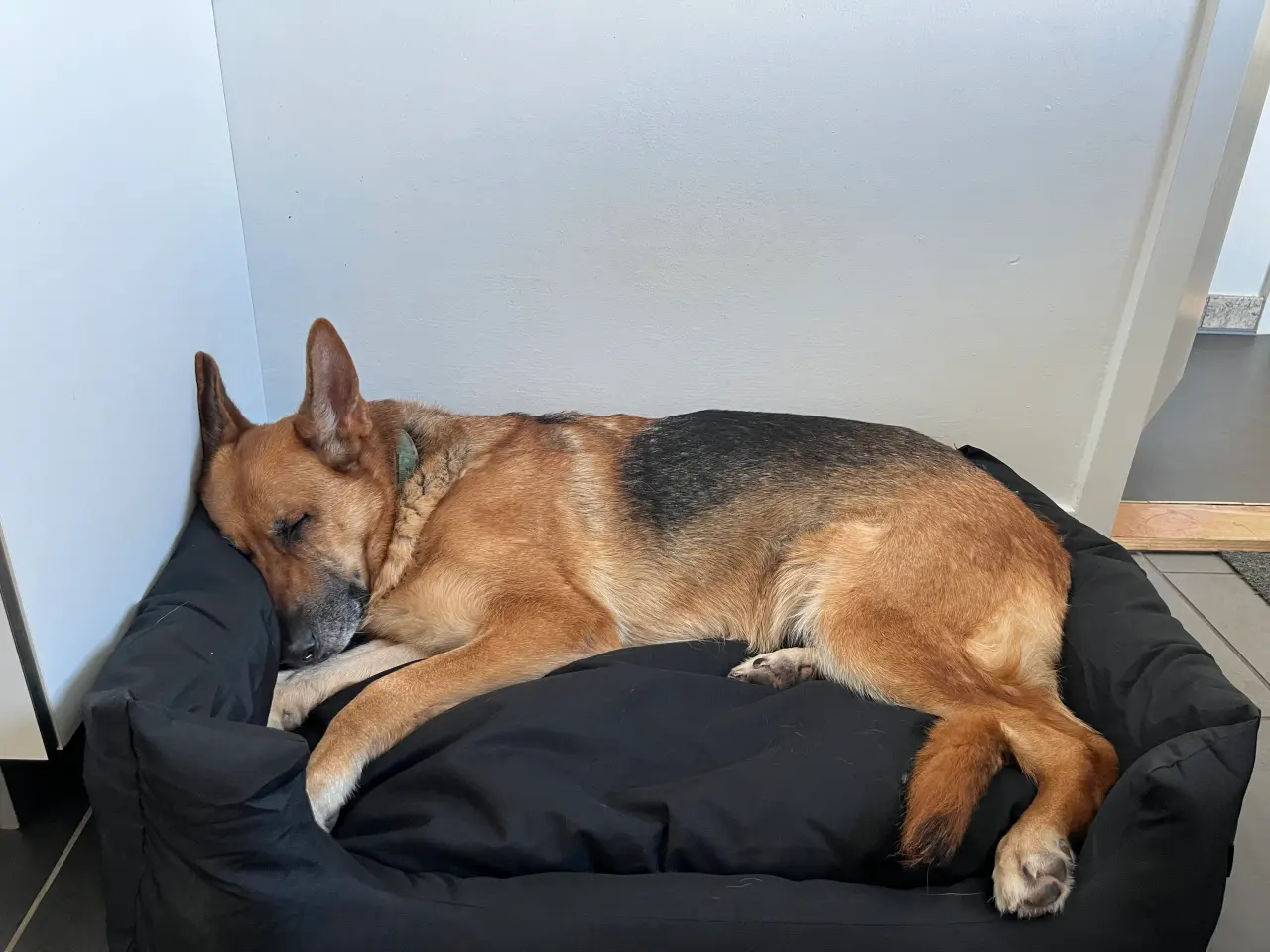 Billede 2 - Hundeseng 