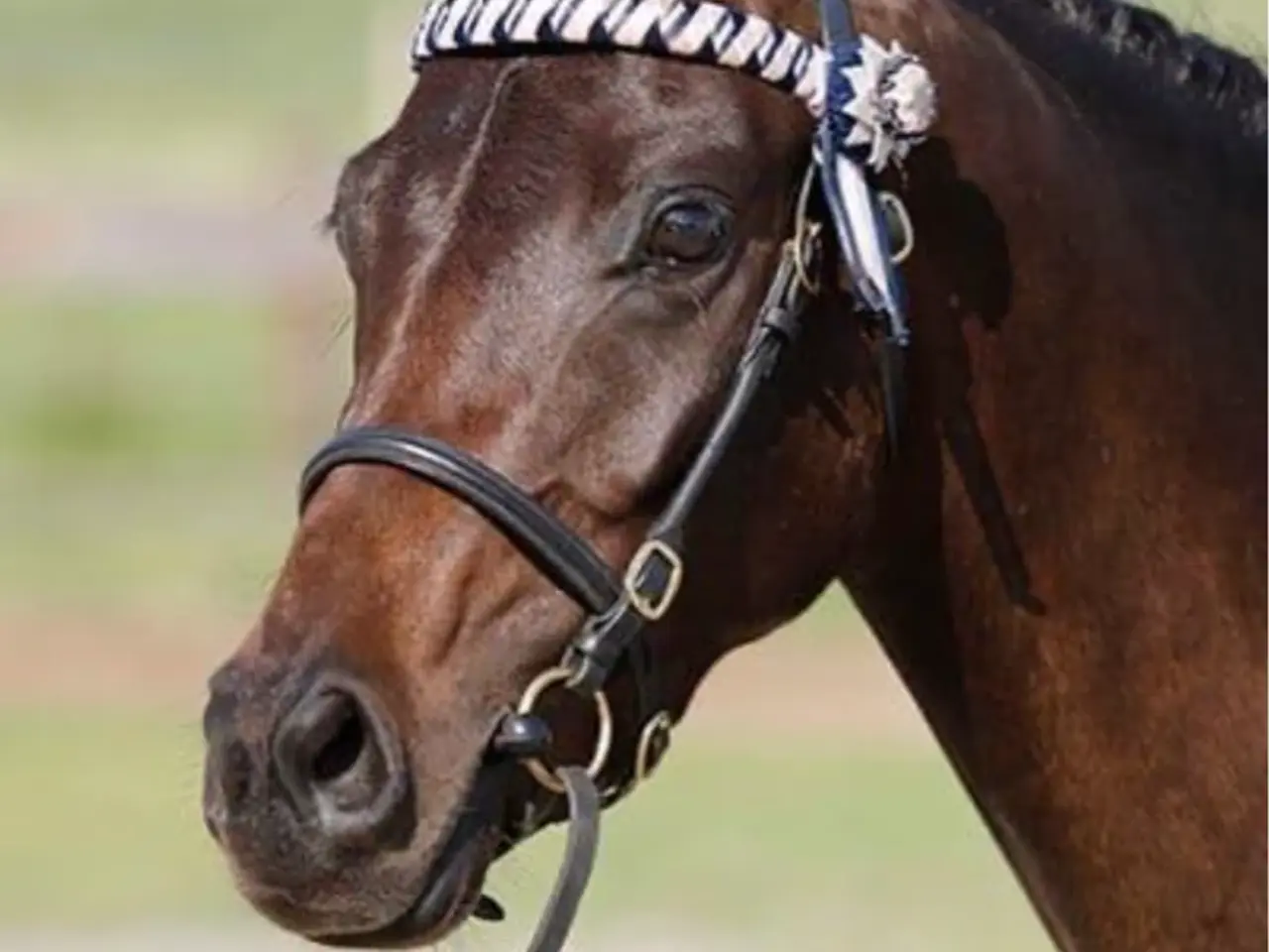 Billede 1 - Smuk Wels pony hoppe