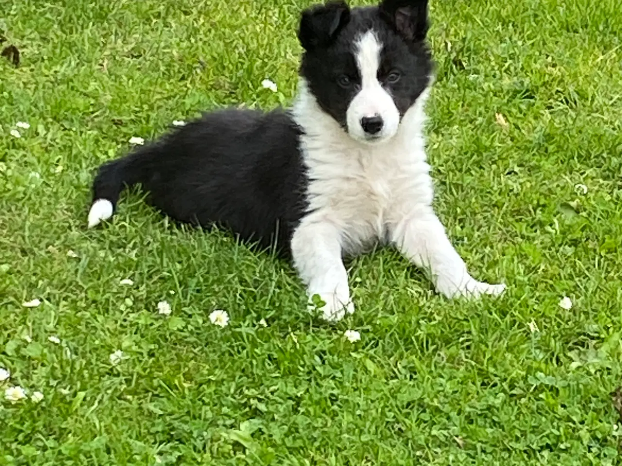 Billede 6 - Border Collie 