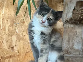 Maine coon/Norsk skovkat-hellig Birma blanding ❤️