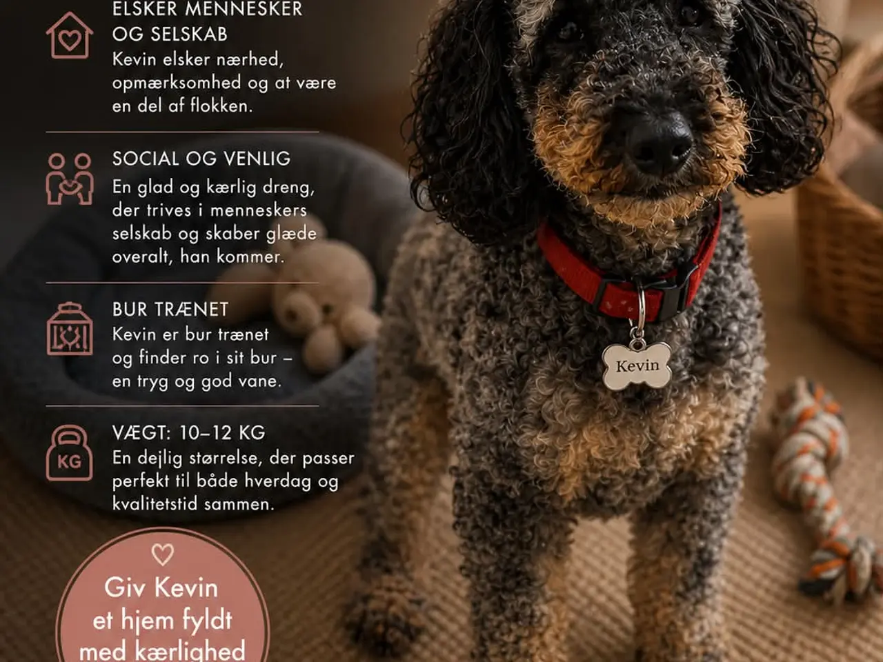 Billede 2 - 🐾 Unik og charmerende Dværgpuddel til salg 🐾