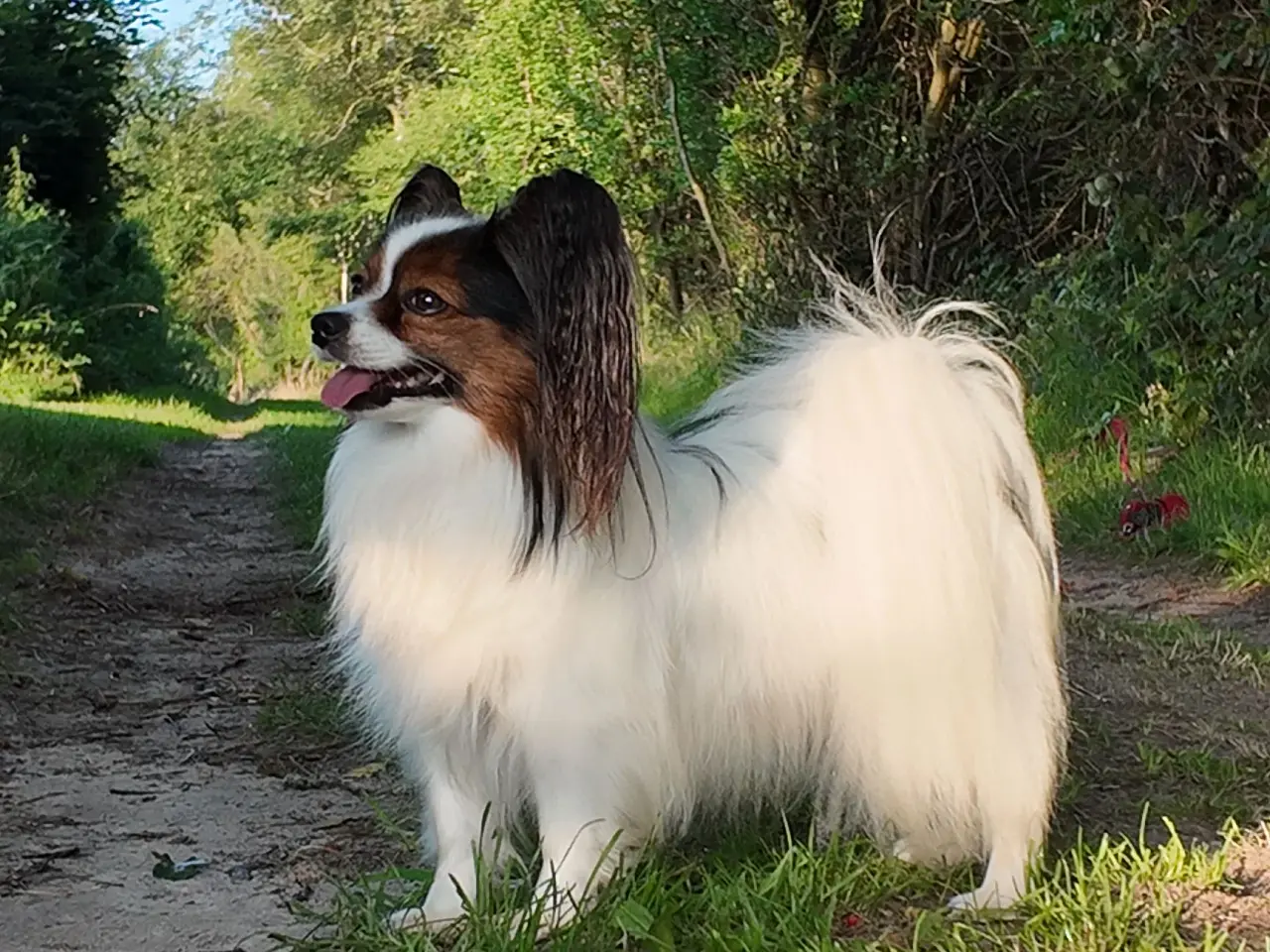 Billede 8 - Papillon hvalpe