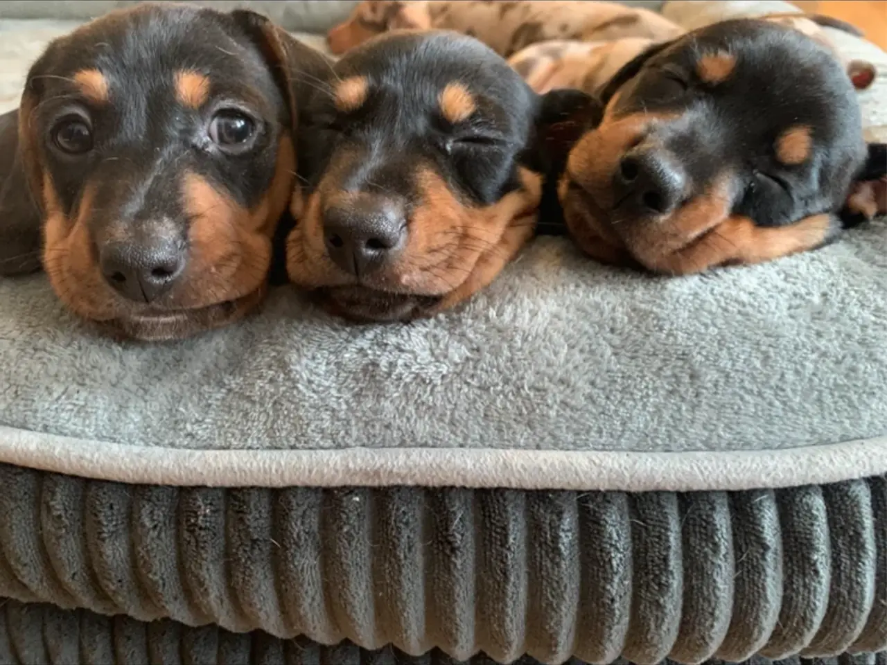 Billede 1 - 3 små miniature - dachshund- hvalpe