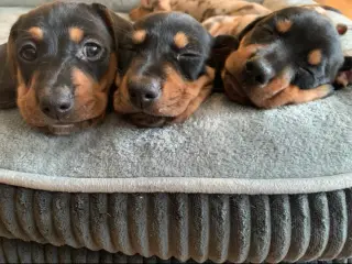 3 små miniature - dachshund- hvalpe
