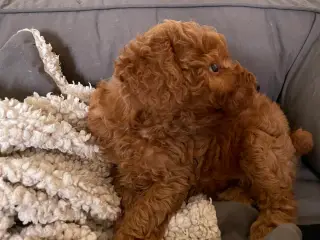 Doxiepoo - tævehvalp - 4