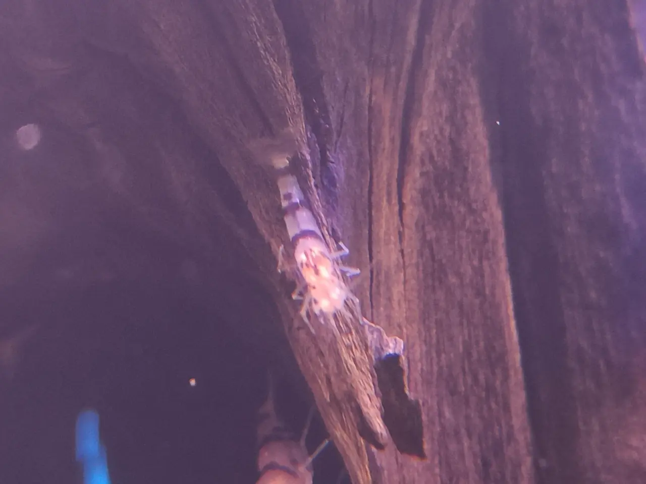 Billede 5 - Caridina racoon tiger rejer