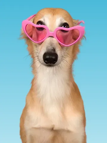 Hvad skal du bruge når du skal have hund?