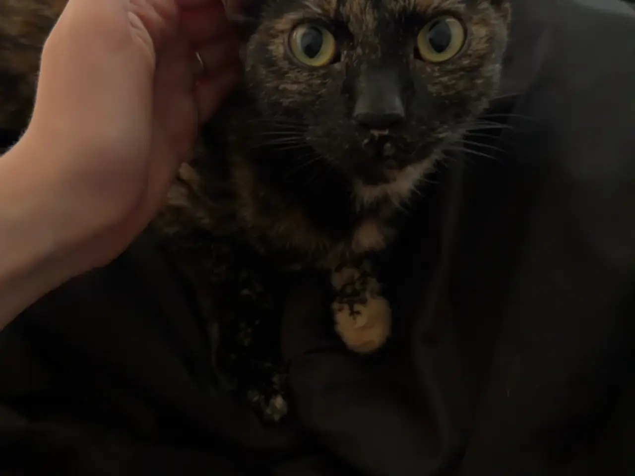 Billede 3 - Søde Chloe/den sorte søger sit for evigt hjem 💕 