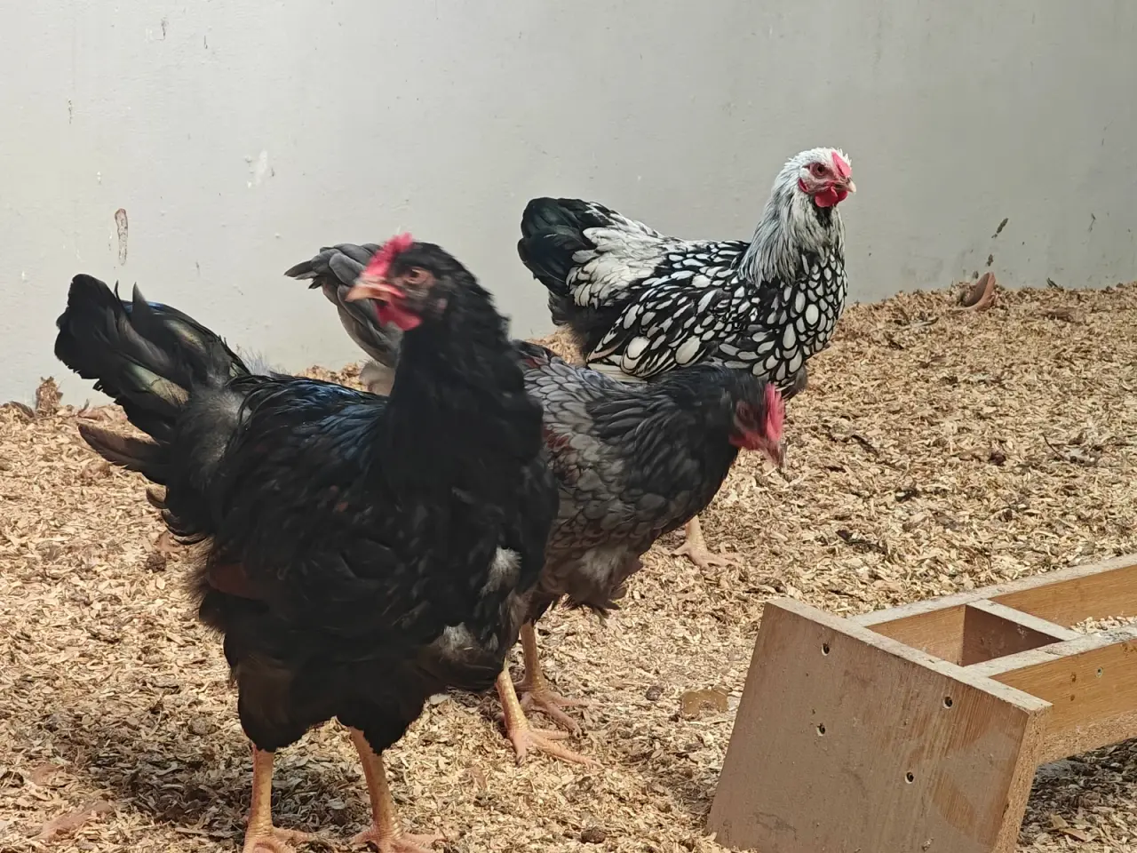 Billede 3 - Wyandotter og barnevelder