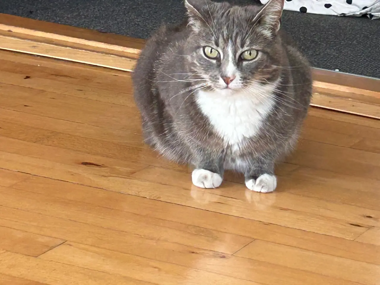 Billede 1 - Søde katte 