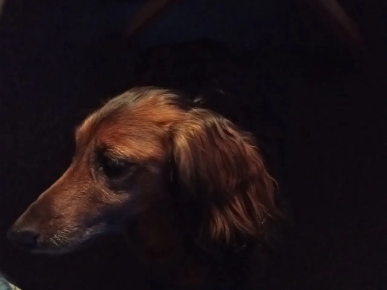 Billede 1 - Langhåret gravhunde
