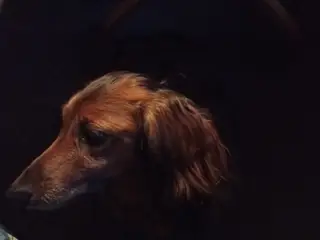 Langhåret gravhunde