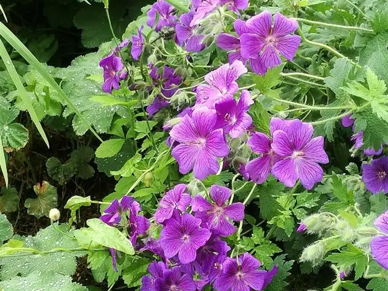 Billede 5 - Margueritter, ærteblomster mm