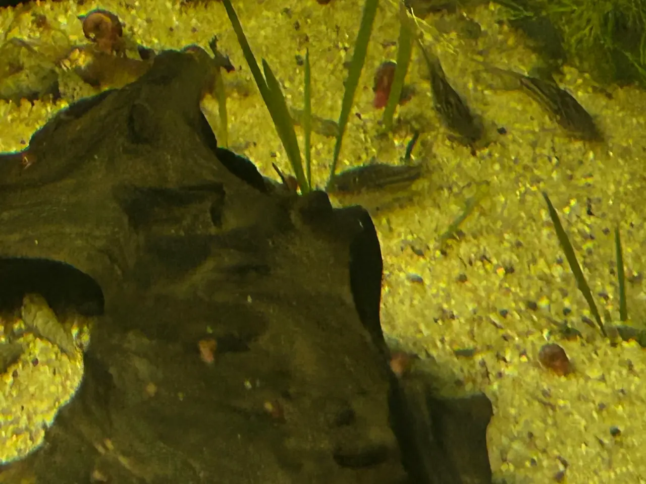 Billede 5 - 🐠✨ Nannus pansermaller – Fredelige bundfisk 