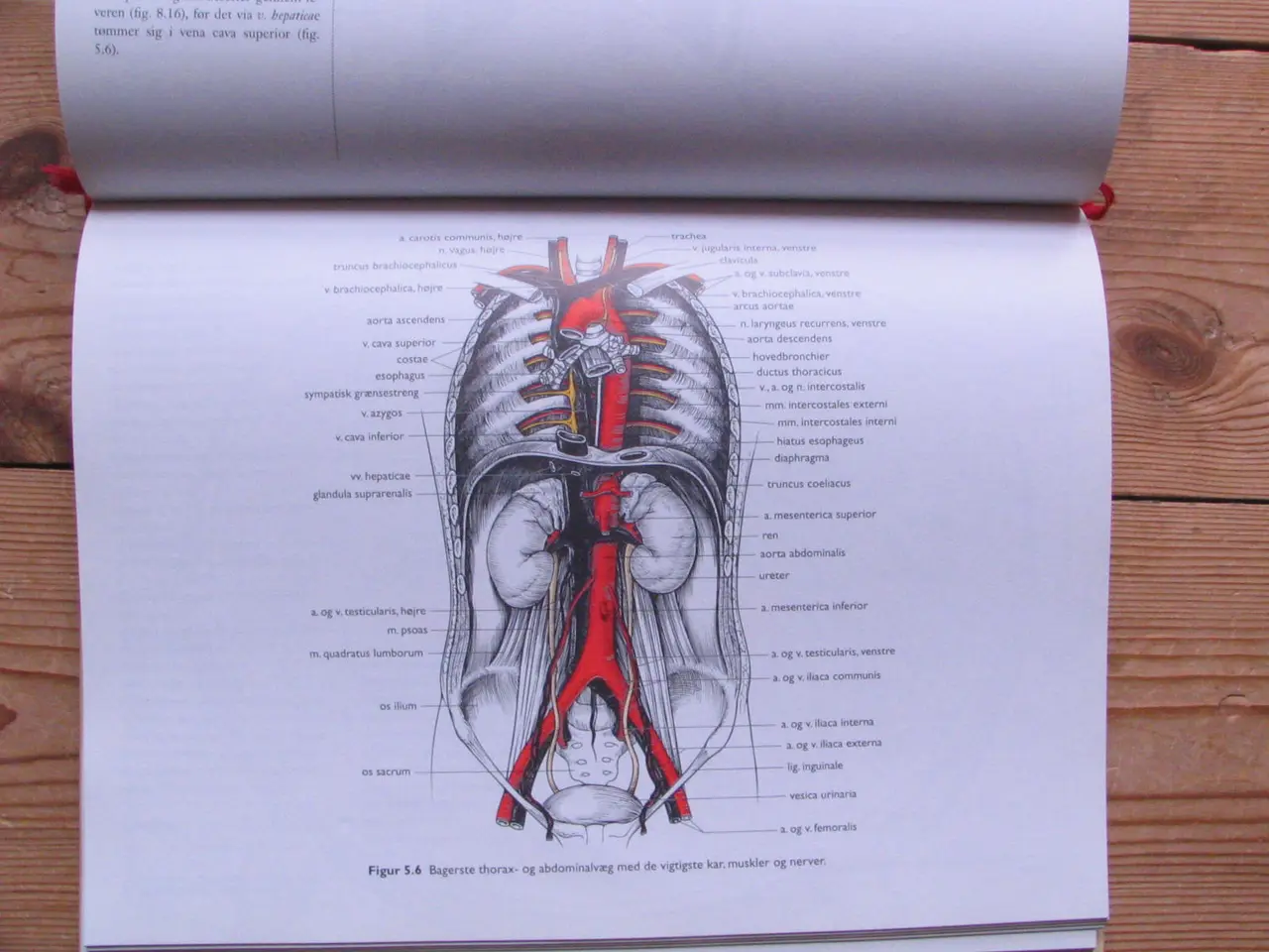 Billede 4 - Anatomisk Atlas