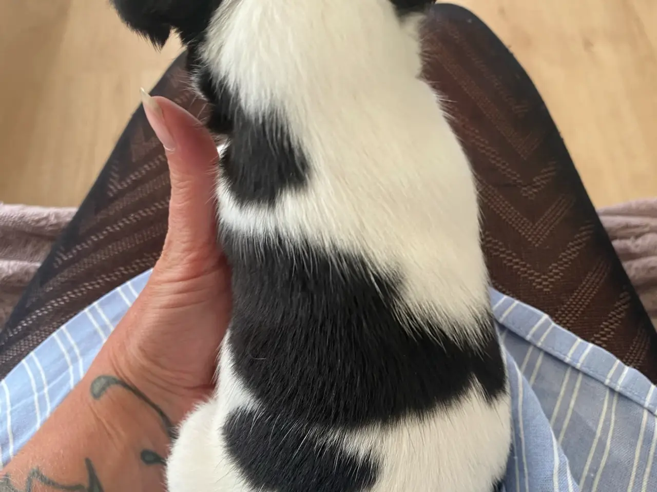 Billede 4 - Jack russel terrier