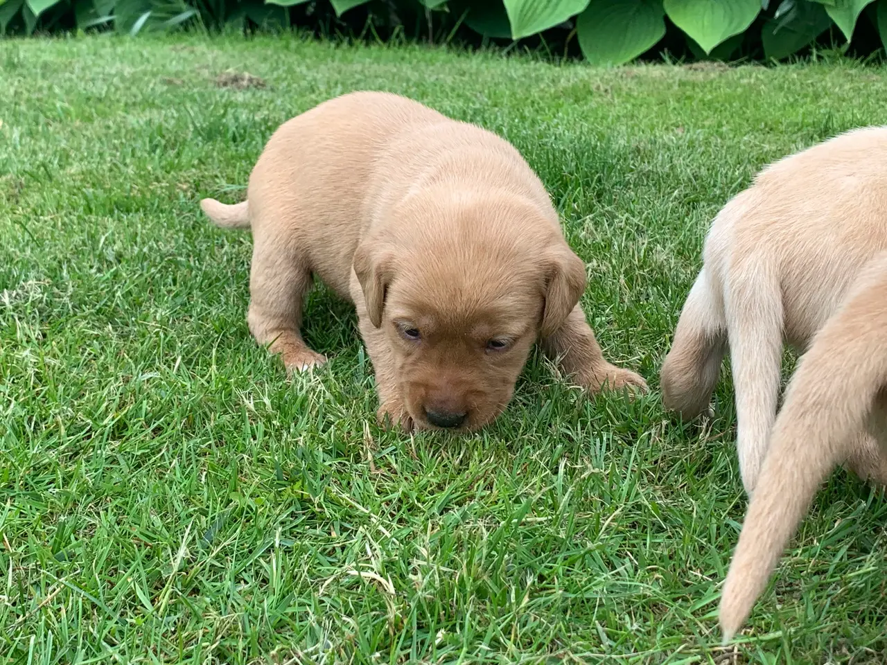 Billede 4 - Labrador hvalpe 