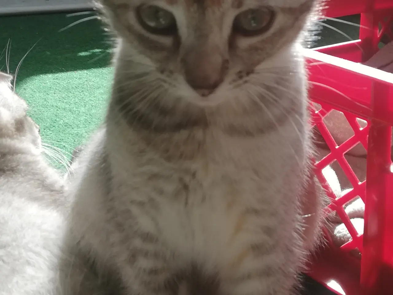 Billede 10 - Lisa – Sød og blid Scottish Fold hunkat søger kærl
