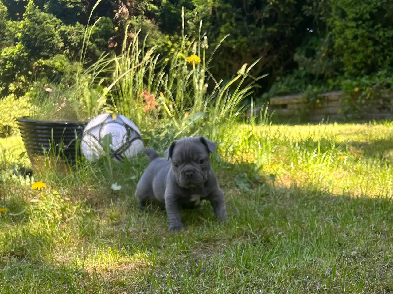 Billede 8 - Fransk bulldog blanding