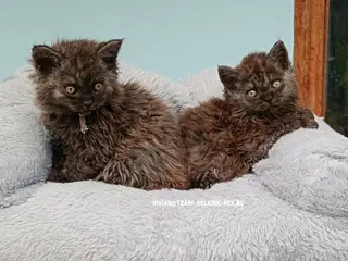 Selkirk rex killinger