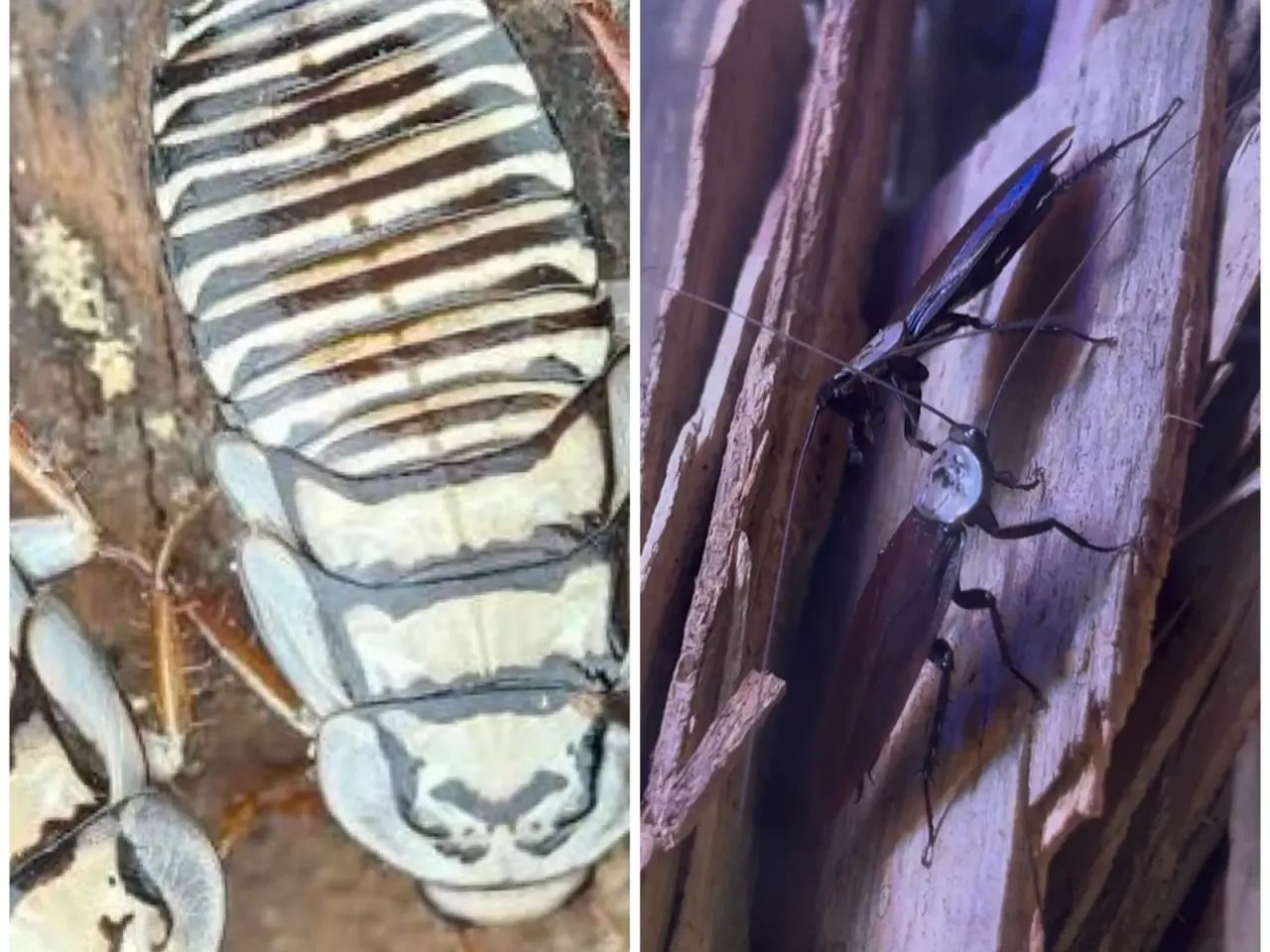 Billede 1 - Skelet kakerlakker (Homalosilpha sp. Indonesia)