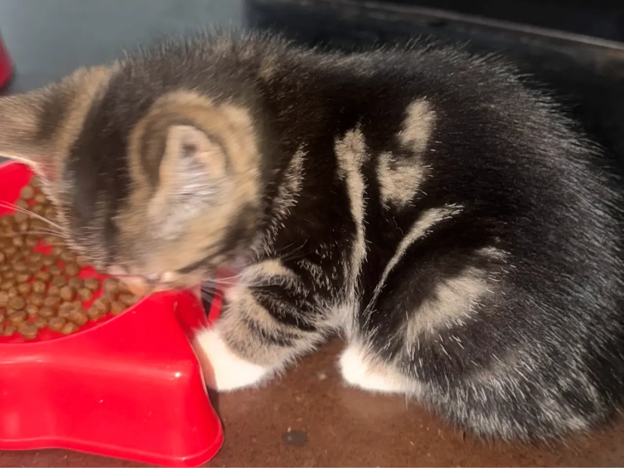 Billede 9 - 🐱 Sød hunkilling søger nyt hjem 🏡❤️