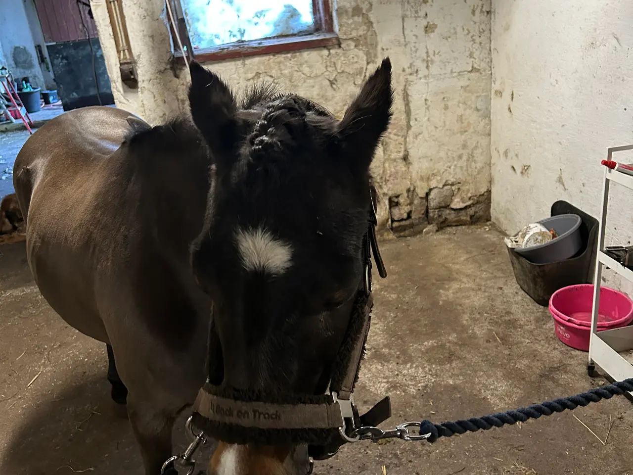 Billede 6 - Sød børne pony Jackie