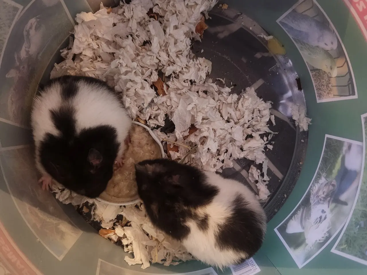 Billede 4 - Guldhamster piger unger