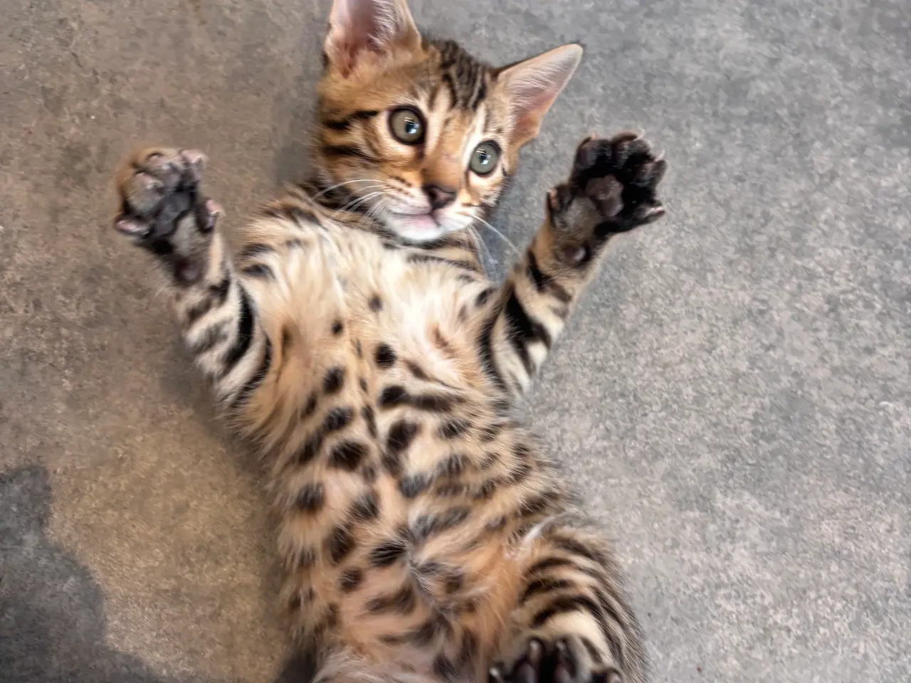 Billede 4 - Fine Bengal killinger klar til afrejse