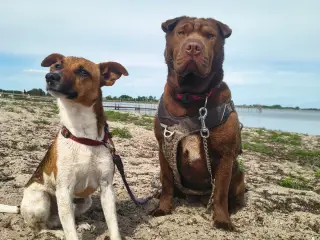 Cane Corso hanner SØGES.