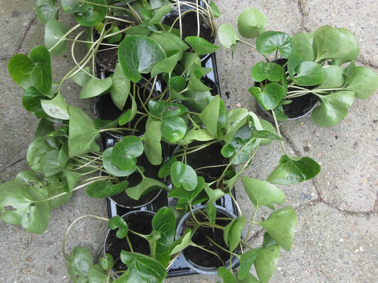 Billede 3 - Billige planter til haven ;-)