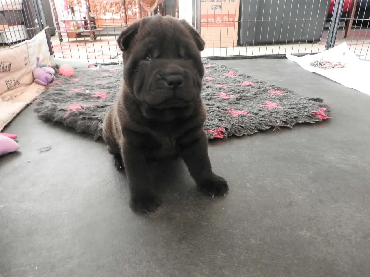 Billede 4 - Shar pei hvalp