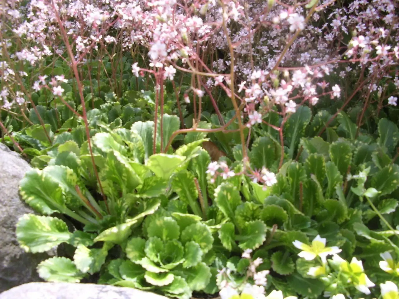 Billede 2 - saxifraga urbiumi