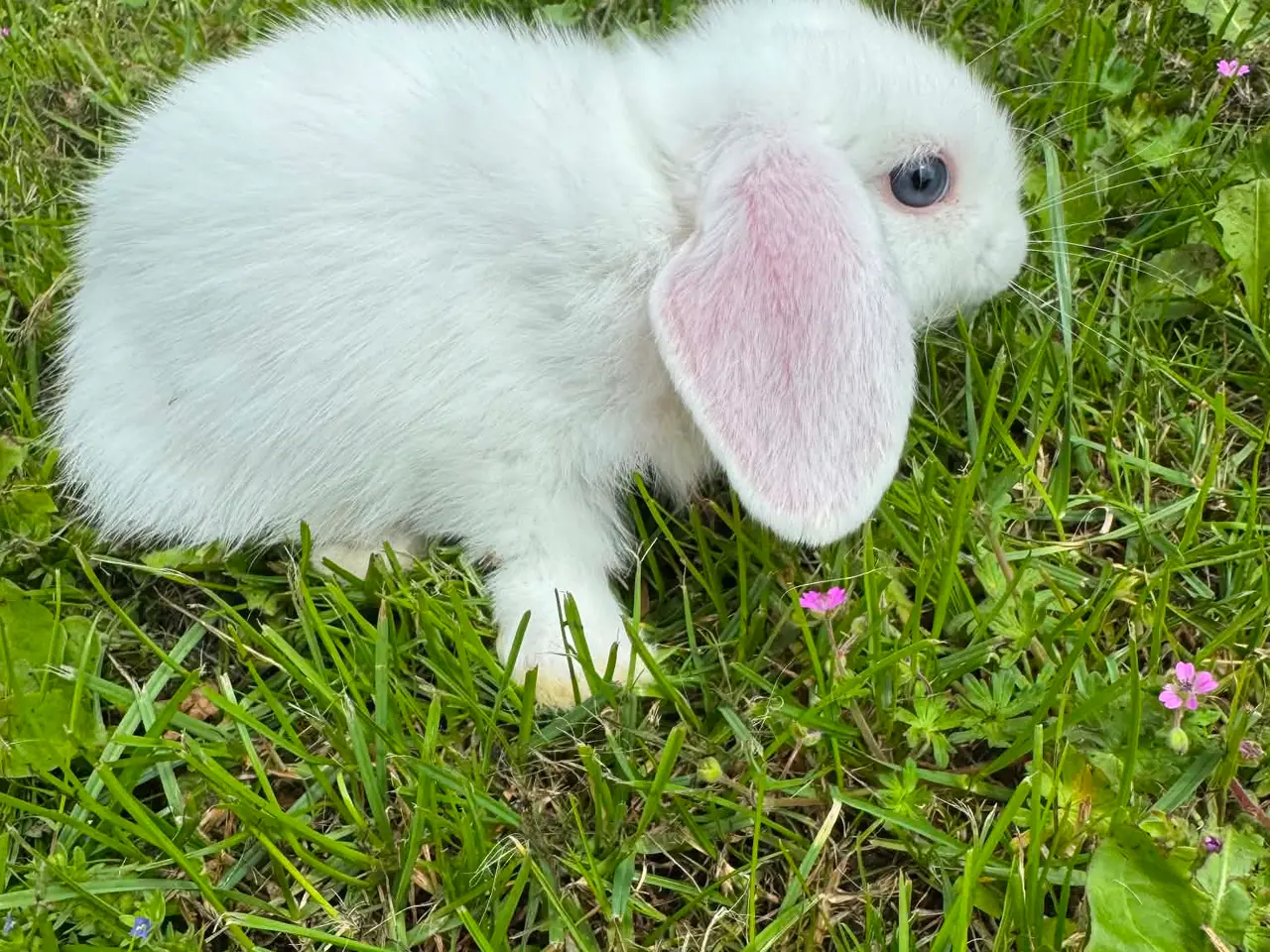 Billede 2 - Dværg vædder kaninunger 🐰