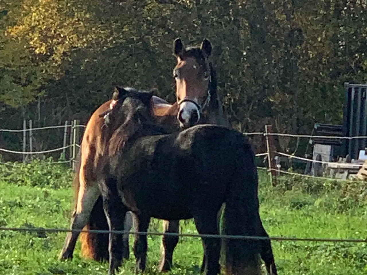 Billede 1 - Opstaldning tilbydes i bogense