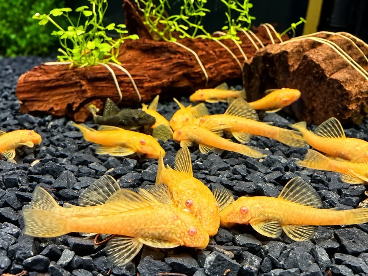 Billede 7 - Albino sugemaller kortfin