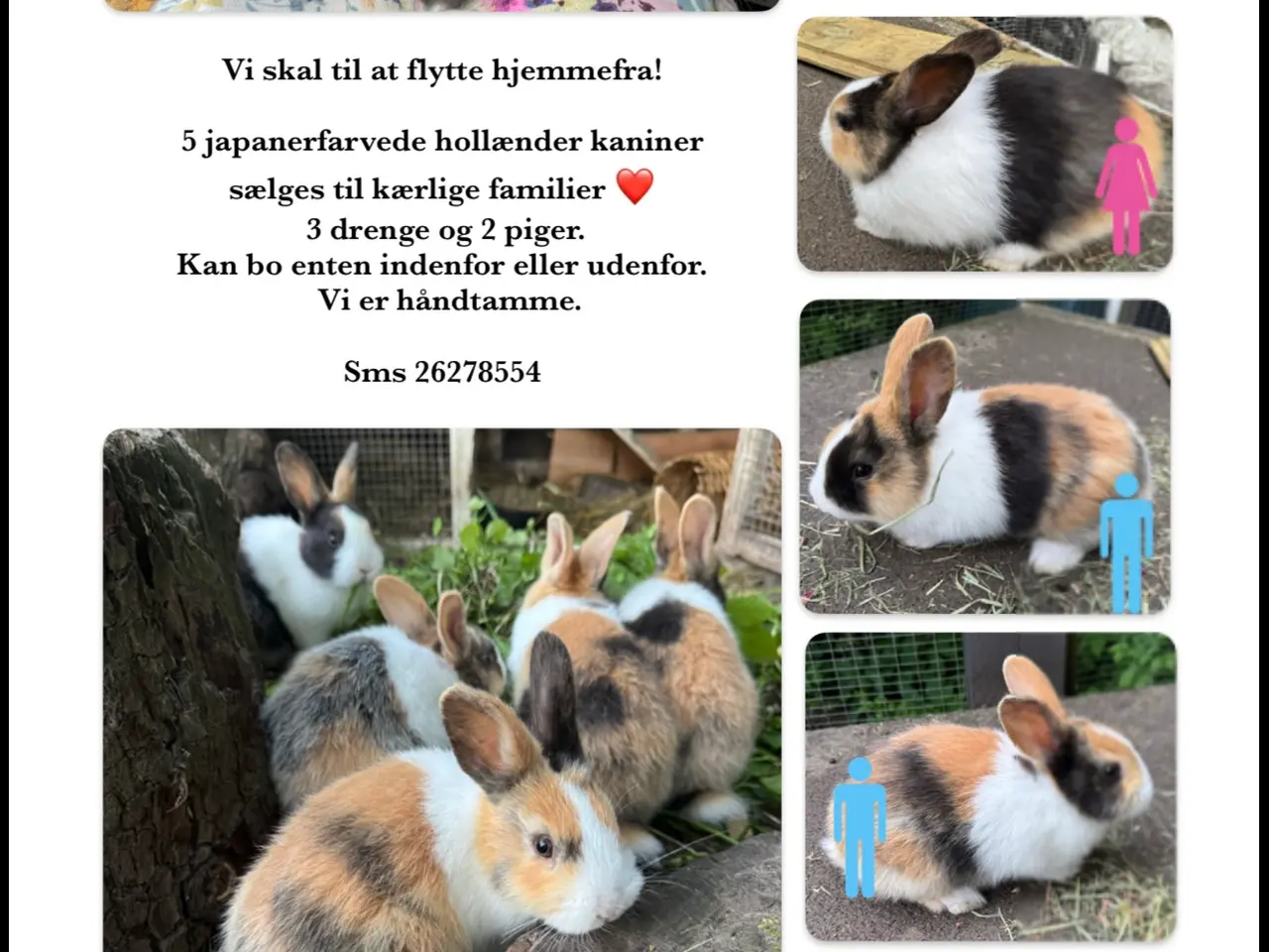 Billede 2 - Søde håndtamme kaninunger søger kærligt hjem